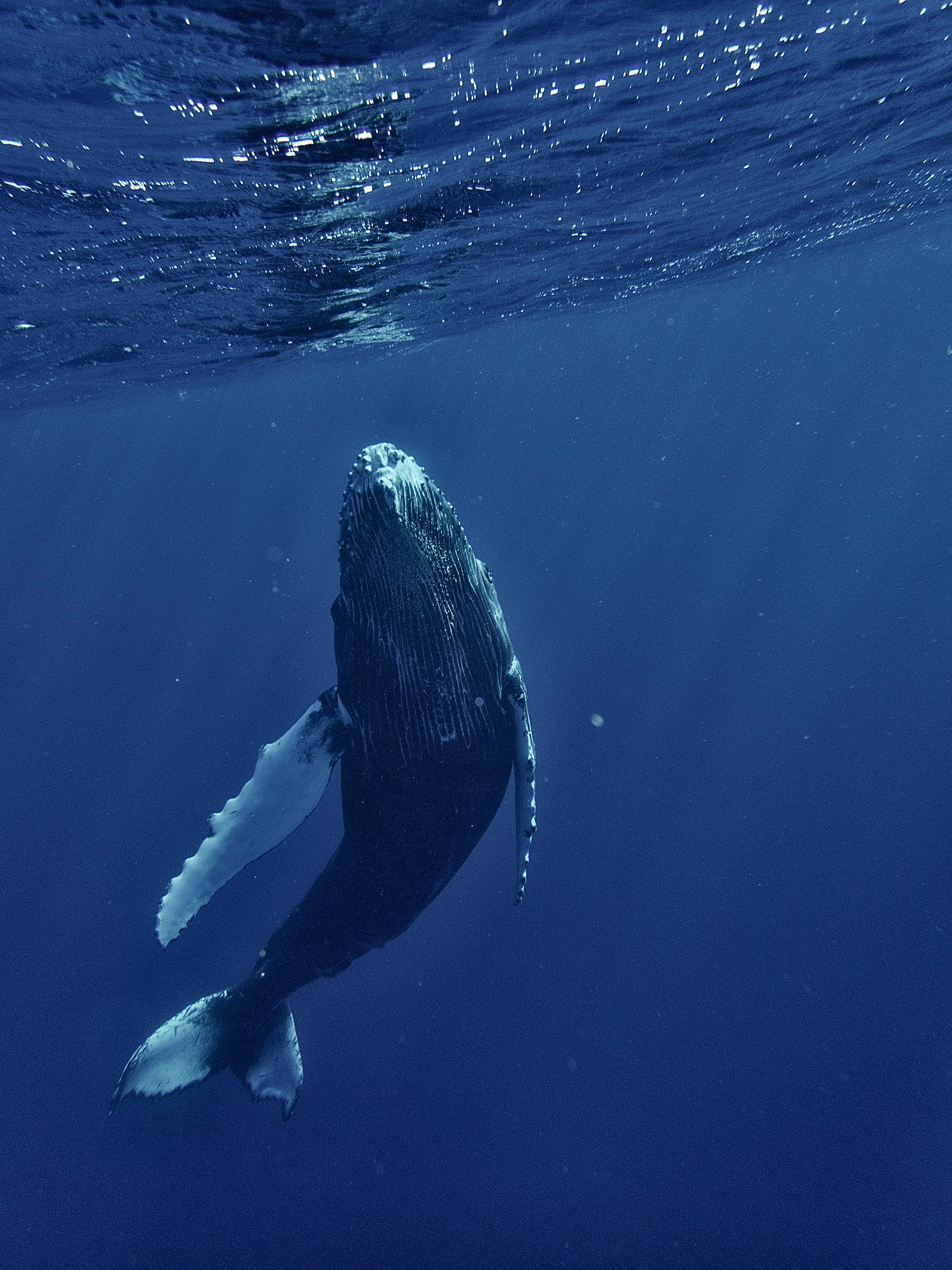 Andaman Diving